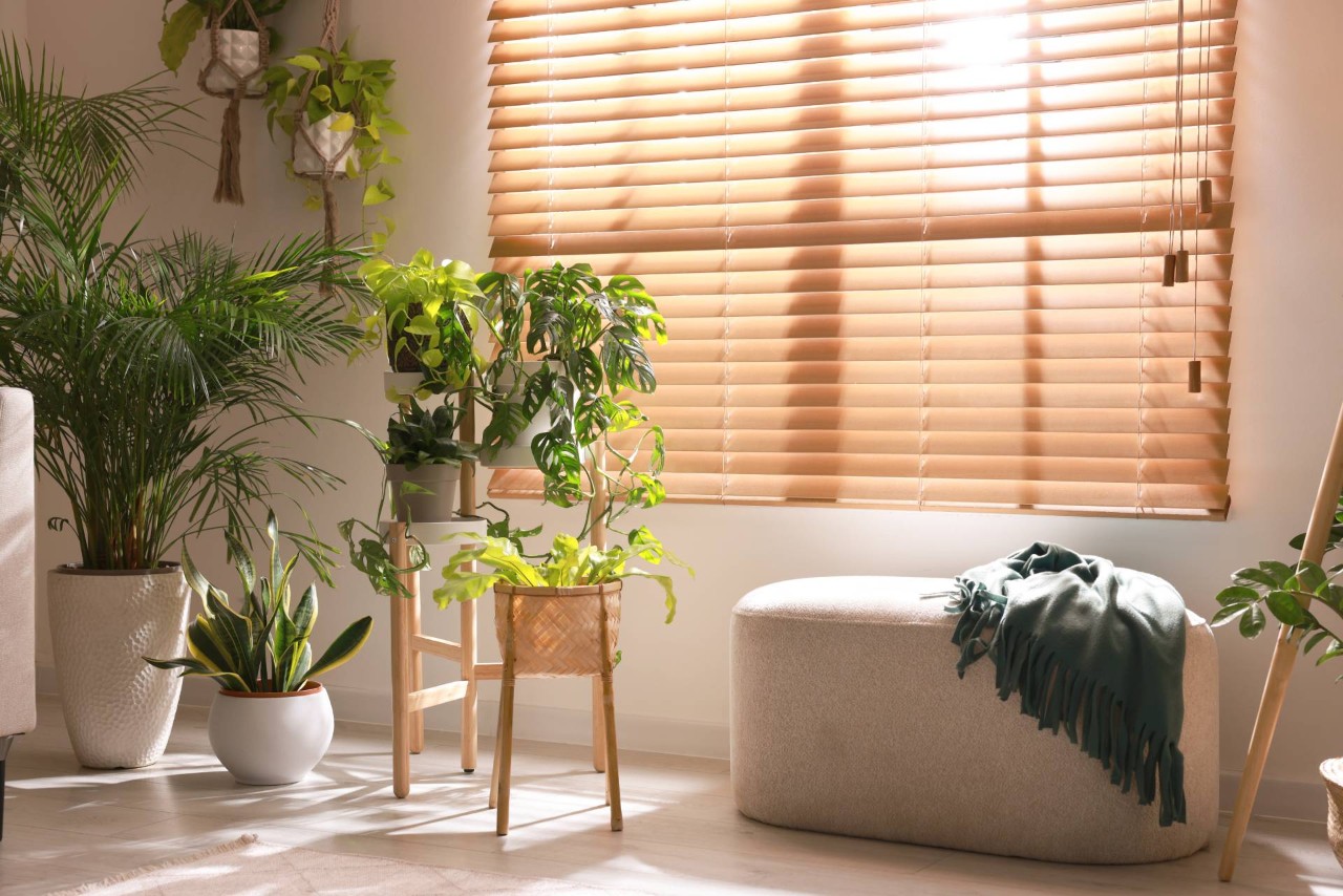 Potted plants in front of custom window blinds in a living room near Tucson, AZ